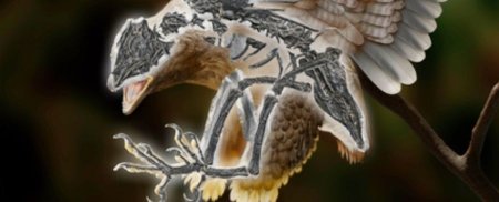 Хятадаас “үлэг гүрвэлийн толгойтой” шувууны чулуужсан яс олджээ