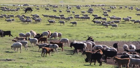 Монголд төлөг 100 мянга, харин Өвөрмонголд хурга 763 мянган төгрөг