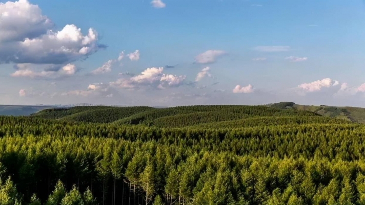 Хятад ирэх 5 жилд ойн нөөцөө 2.4 сая га-гаар нэмэгдүүлнэ