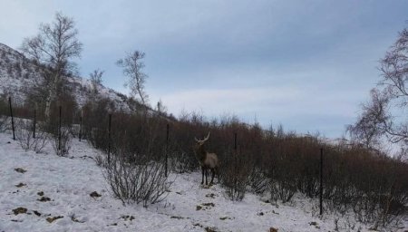 Борхүү нэртэй бугад электрон чип суулгаж, Богдхан ууланд нутагшуулахаар төлөвлөжээ