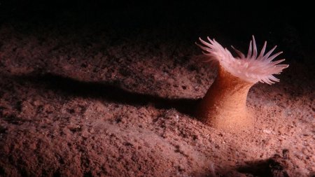 Номхон далайн гүнээс 5,000 гаруй амьтны шинэ төрөл зүйлийг илрүүлжээ